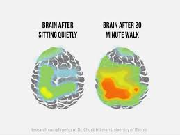 brain before and after exercise